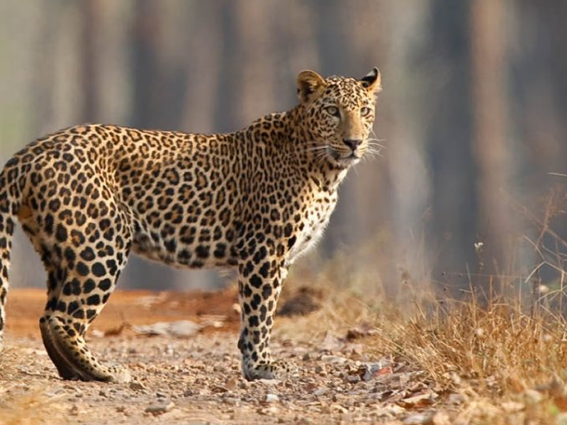 rajaji national park